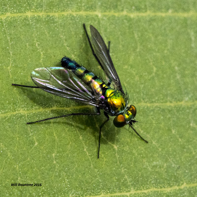 5F1A2541 Longlegged Fly.jpg