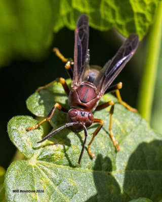 5F1A2547 wasp.jpg