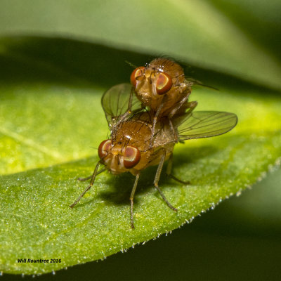 5F1A2571 XXX Lauxaniidae.jpg