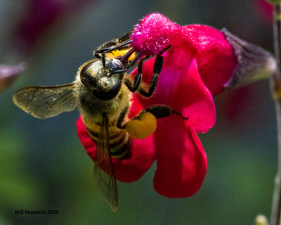 5F1A2595 Honey Bee.jpg