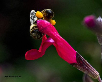 5F1A2598 Autumn Sage.jpg