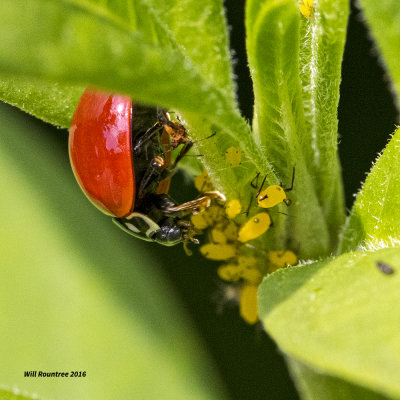 5F1A2612 Ladybug.jpg