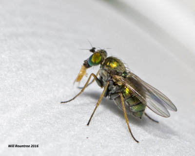 5F1A2638 Green fly.jpg