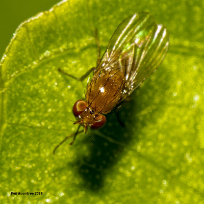 5F1A2647 Lauxaniidae.jpg