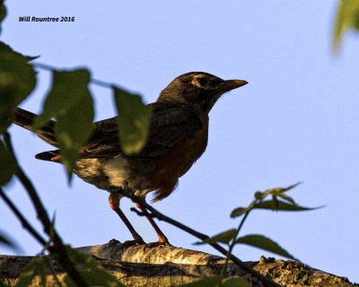 5F1A2666 Robin.jpg