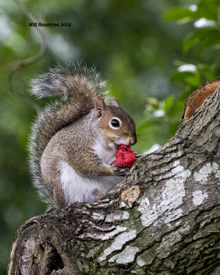 5F1A2705 Squirrel.jpg