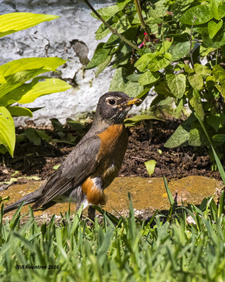 5F1A2726 Robin.jpg