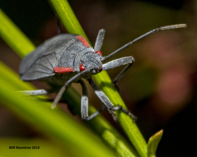 5F1A2742 Grey Bug.jpg