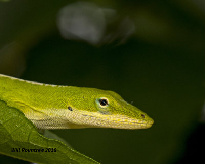 5F1A2778 Green Anole.jpg