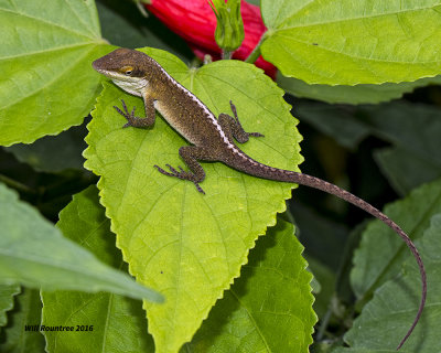 5F1A2792 Green Anole.jpg