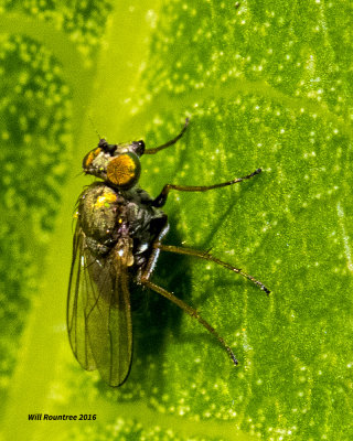 5F1A3134 tiny fly.jpg