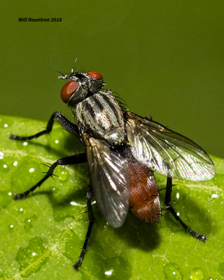5F1A3064 fly.jpg