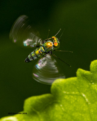 5F1A3072 Long-legged fly.jpg