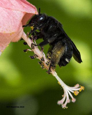 5F1A3135 Two- spotted Long-horned Bee.jpg