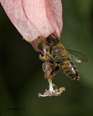 5F1A3162 Honey Bee.jpg