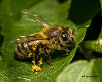 5F1A3179 Honey Bee.jpg