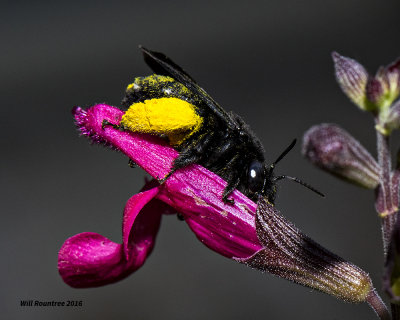 5F1A3182 two-spotted Long-horned Bee.jpg