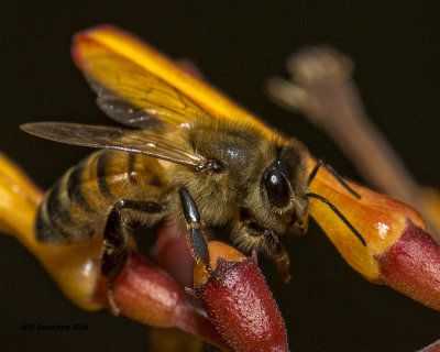 5F1A3256 Honey Bee.jpg