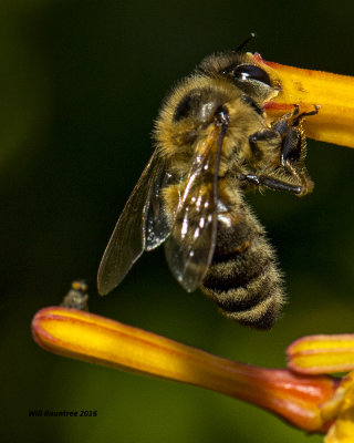 5F1A3274 Honey Bee.jpg