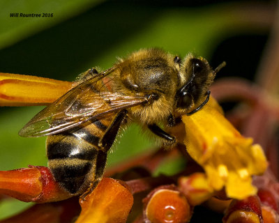 5F1A3280 Honey Bee.jpg