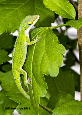 5F1A3315 Green Anole.jpg