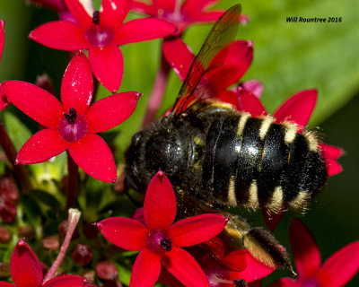 5F1A3351 Carpenter Bee.jpg