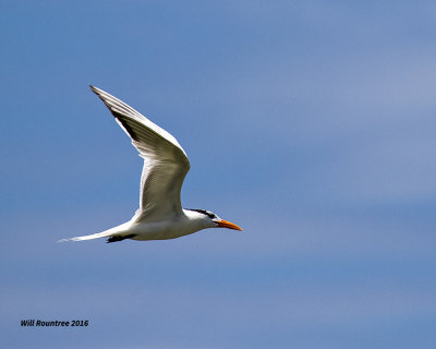 5F1A3650 Royal Tern.jpg