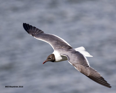 5F1A3734 Laughing Gull.jpg