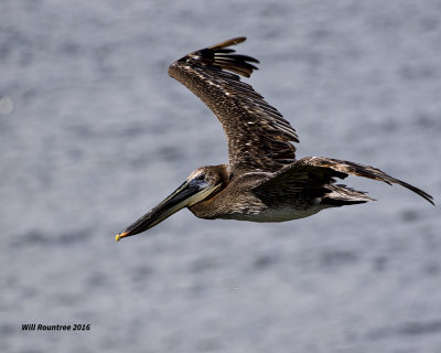 5F1A3736 Brown Pelican.jpg