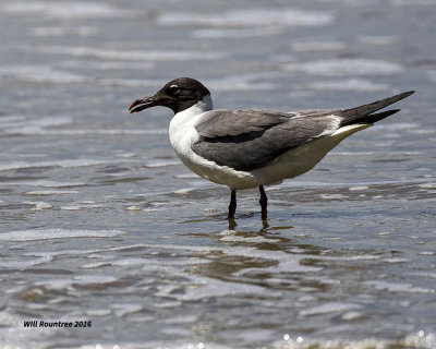5F1A3957 Laughing Gull.jpg