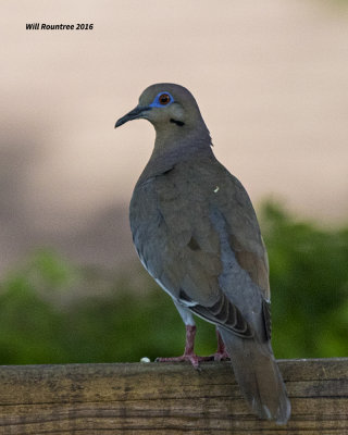 5F1A3414 White-winged Dove.jpg