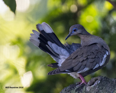 5F1A3474 White-winged Dove.jpg