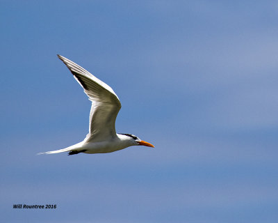 5F1A3650 Royal Tern.jpg