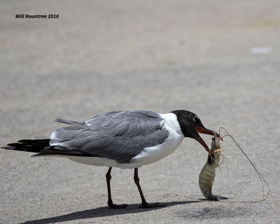 5F1A3703 Laughing Gull.jpg