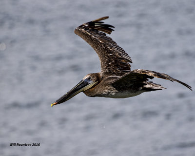 5F1A3736 Brown Pelican.jpg