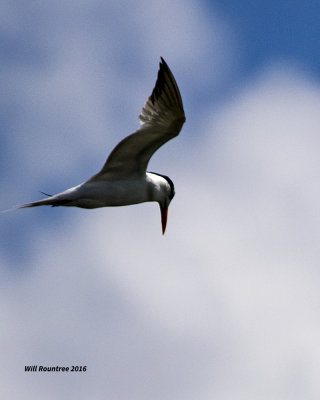 5F1A3853 Royal Tern.jpg
