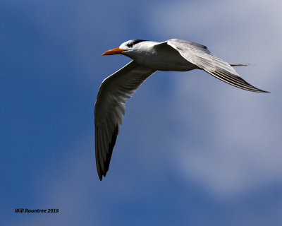 5F1A3912 Royal Tern.jpg