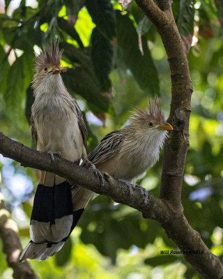 5F1A4147 Squirrel Coukoo.jpg