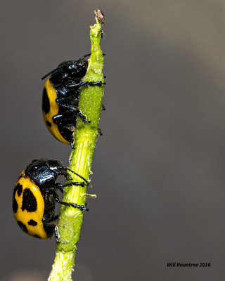 5F1A4207 Swamp Milkweed Leaf Beetle.jpg