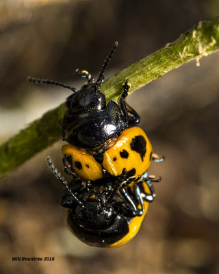 5F1A4202 Swamp Milkweed Leaf Beetle.jpg