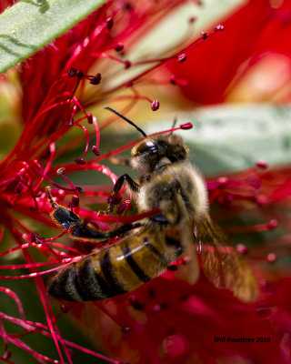 5F1A4183 Honeybee.jpg