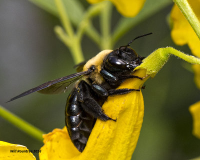 5F1A4211 Eastern Carpenter Bee.jpg