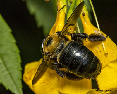 5F1A4228 Eastern Carpenter Bee.jpg