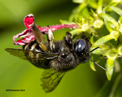 5F1A4245 Xylocopa tabaniformis parkinsoniae.jpg