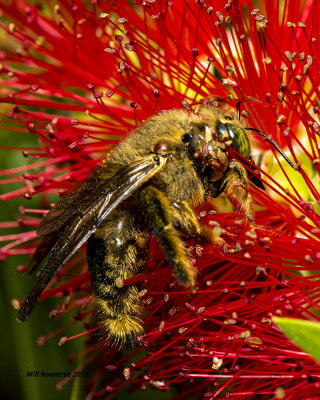 5F1A4267 Bee.jpg