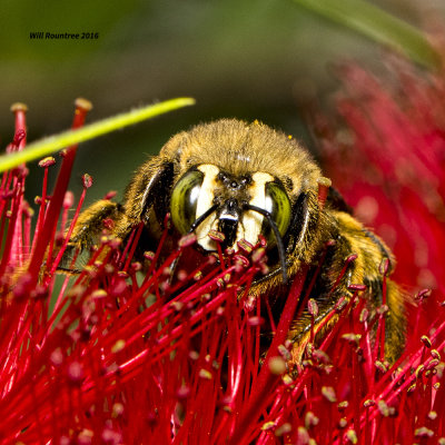5F1A4289 Bee.jpg