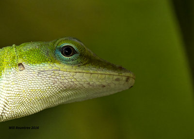 5F1A4299 Green Anole.jpg
