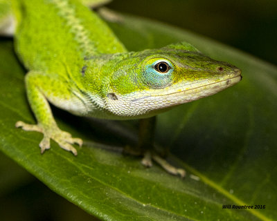5F1A4296 Green Anole.jpg