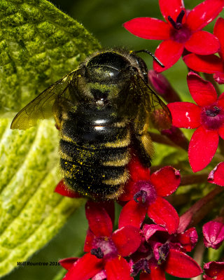 5F1A4309 Xylocopa tabaniformis parkinsoniae.jpg