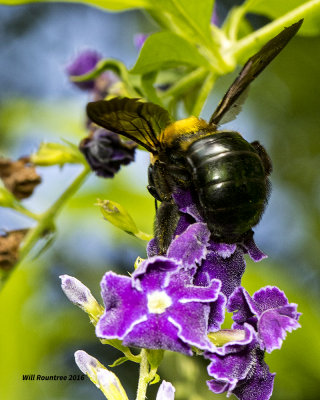5F1A4351 Eastern Carpenter Bee.jpg